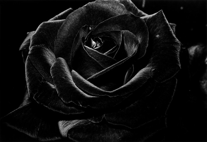 _rose_-by-daido-moriyama-akio-nagasawa-gallery-japan-photo17-singapore